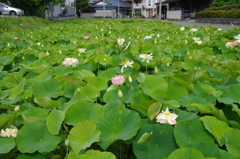 住宅街のちいさな蓮田
