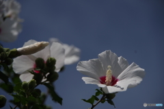 盛夏の花-ムクゲ