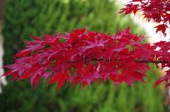 真っ赤なカエデはさらに紅葉3