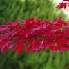 真っ赤なカエデはさらに紅葉3