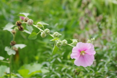花散歩-そろそろ終いの立葵