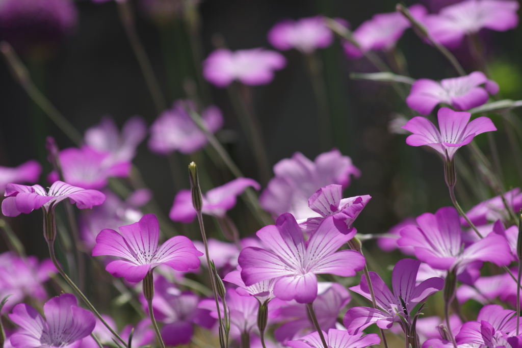 花散歩-ムギナデシコがひらひら