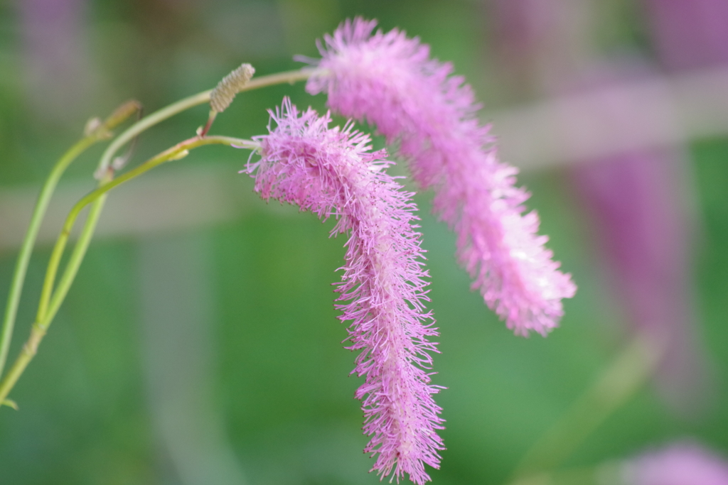 野草園の忘れ物‐唐糸草