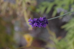 花散歩‐最後のラベンダー