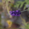 花散歩‐最後のラベンダー