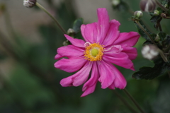 家の周りで‐濃桃八重の秋明菊