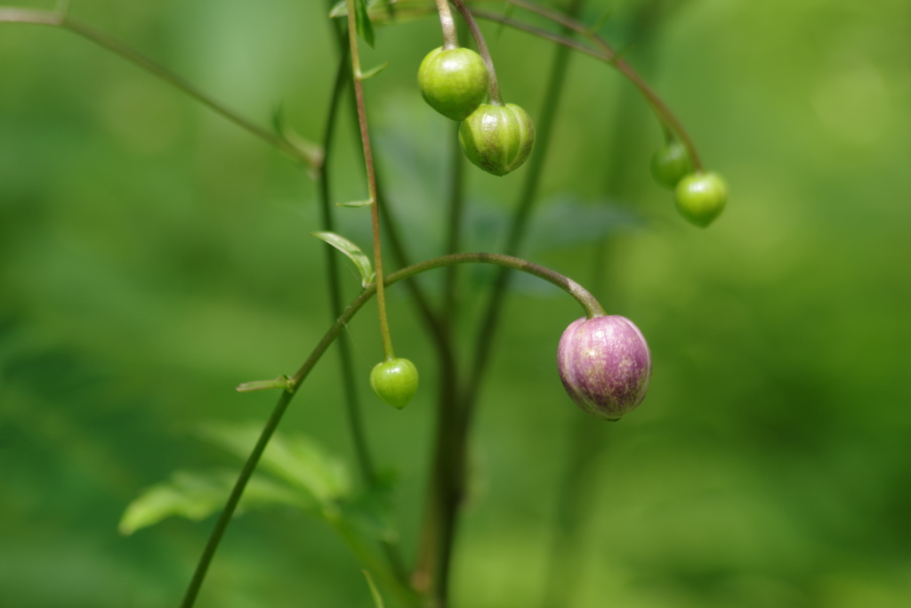 野草園で花散歩-蓮華升麻は未だ蕾
