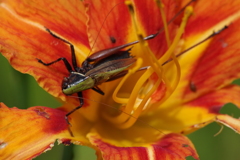 夏の忘れ物ーヤブカンゾウとヒメギス