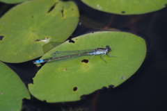 じゅん菜の葉の上のクロイトトンボ