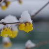 雪中蝋梅-3