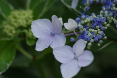 花散歩‐ガクアジサイ