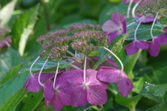 紫陽花も秋色-3