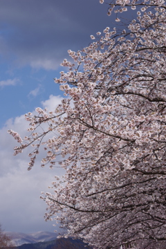 花散歩-公園の桜7