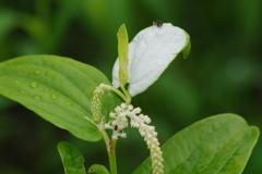 花散歩‐半夏生