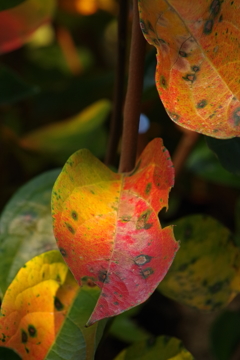 花散歩-秋色の柿の葉
