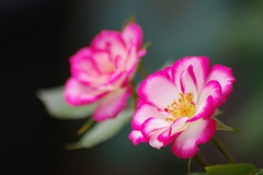 家の周りで-5/31のミニ薔薇