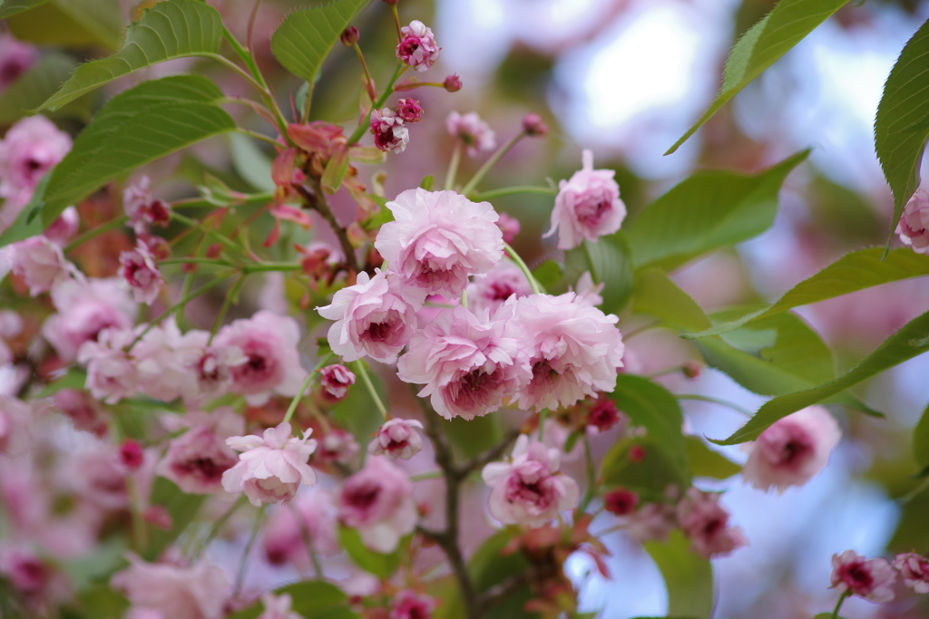 八重桜-慈恩寺稚児桜1