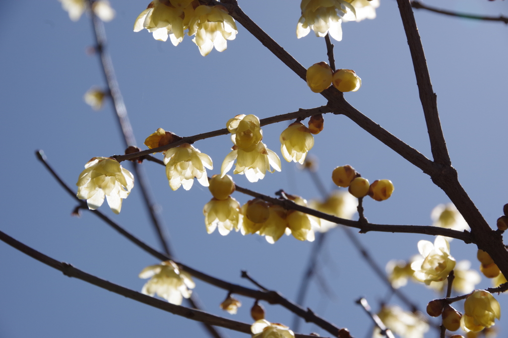 俄然春めいて蝋梅香る-2