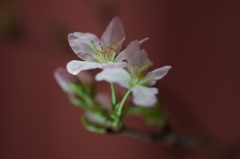 春を先駆けて-啓翁桜12