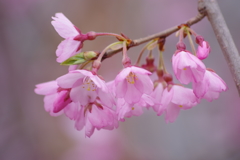 光禅寺の枝垂れ桜2