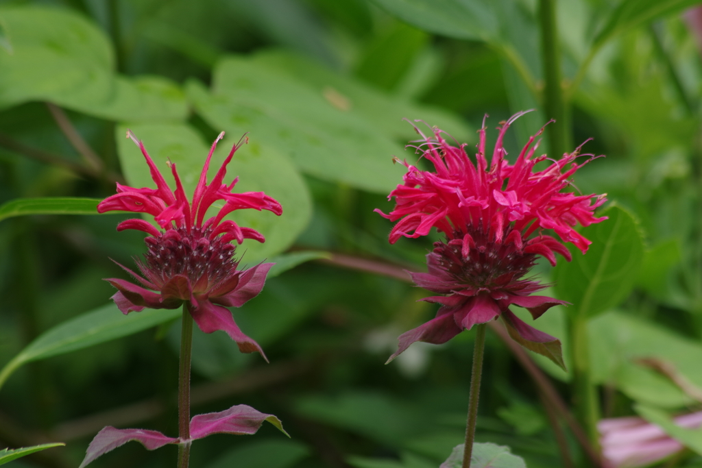 花散歩‐松明花