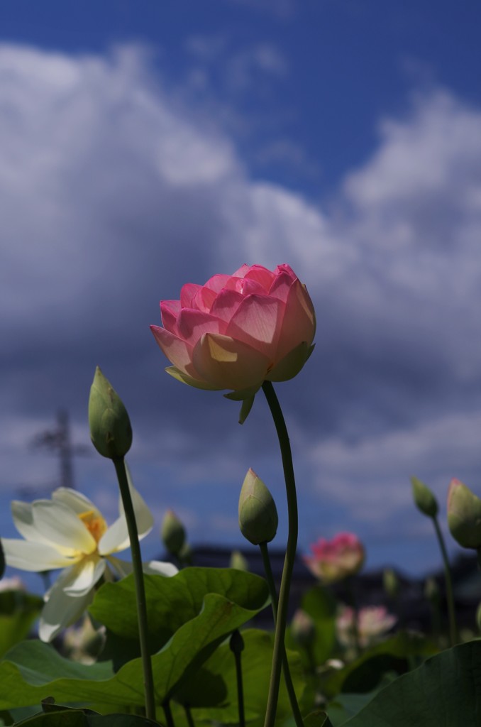 初夏の空に蓮華