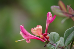 花散歩-スイカズラ咲き始めました