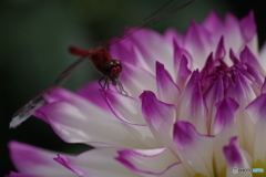 風の調べにトンボ
