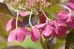 秋の陽の中で‐紫陽花