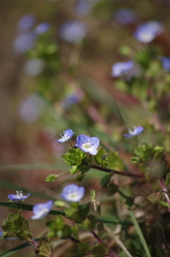 春の青花-5