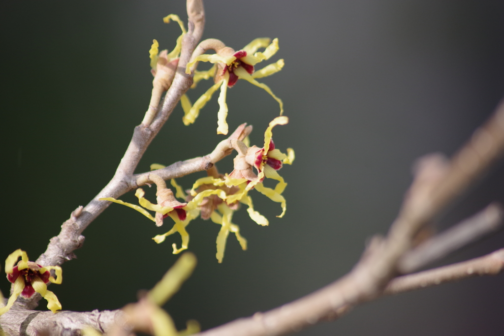 春を待つ心‐黄花・マンサク