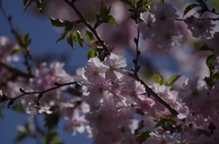 十月桜の春満開-3
