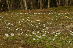 白花の群落-1