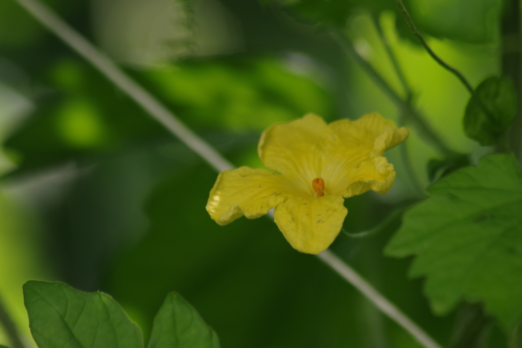 家の周りで‐ゴーヤの雄花