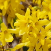 春を待ちわびて-黄色いっぱいのレンギョウ