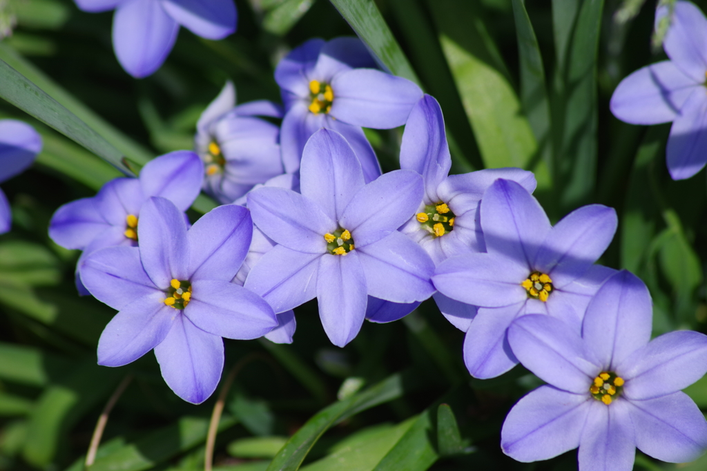 花散歩-青いハナニラ