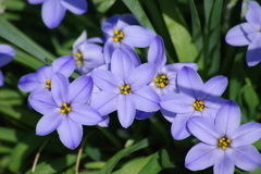 花散歩-青いハナニラ