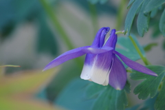 深山苧環が咲いた。