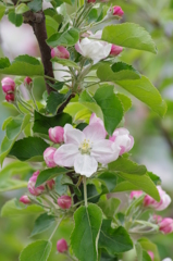 果樹の花-林檎7