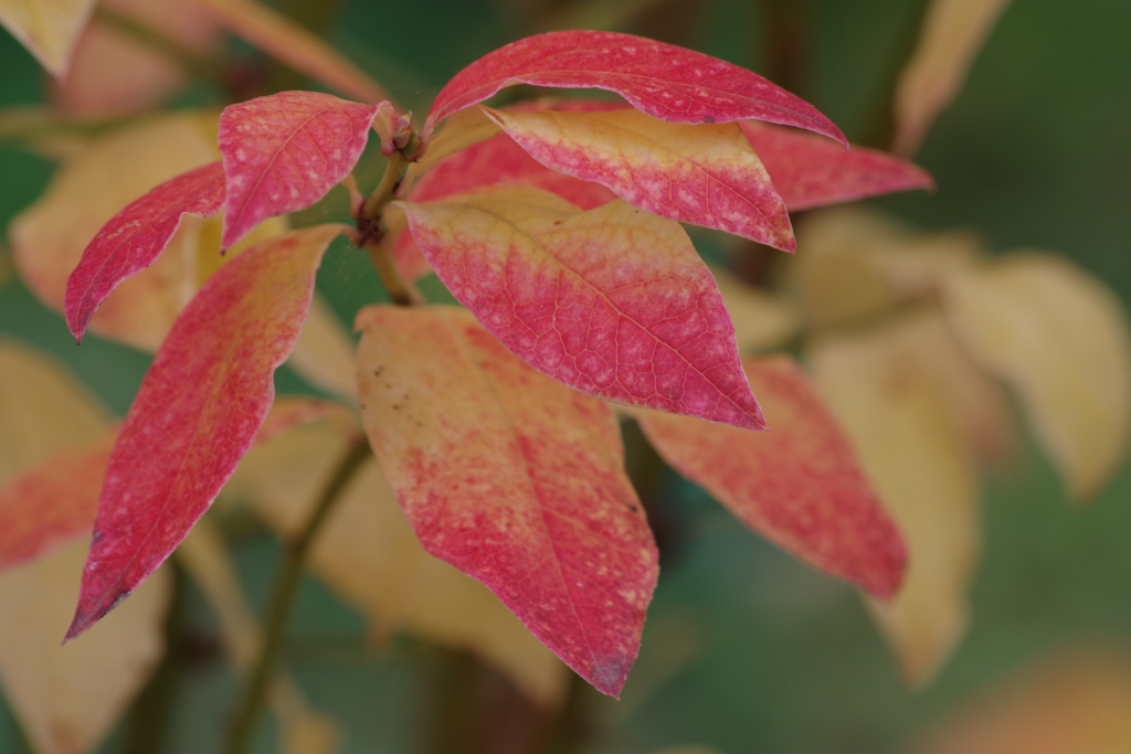 家の周りで‐ブルーベリーの紅葉