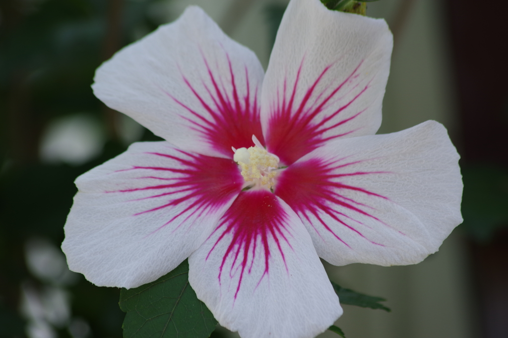 花散歩-赤い花模様の木槿