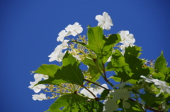 野草園の花達-青空とカンボク