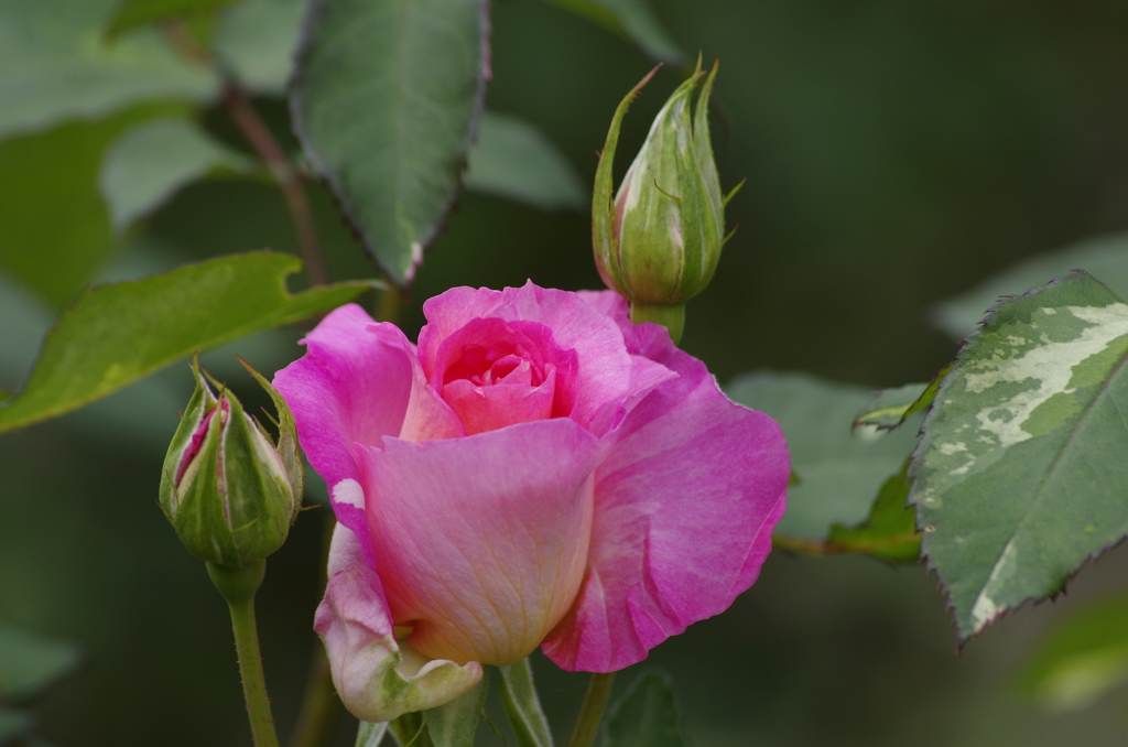 2018.5.28の忘れ物-桃色の薔薇