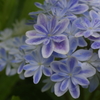2018.6.27の忘れ物-紫陽花・万華鏡