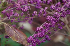 花散歩‐小紫