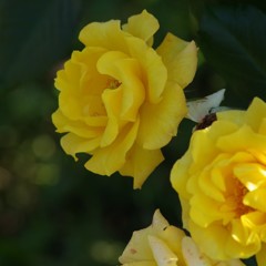 9/9 マリーゴールド84