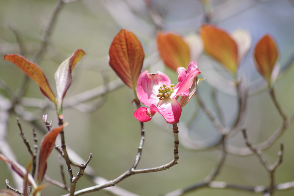 花散歩-花水木