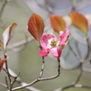 花散歩-花水木