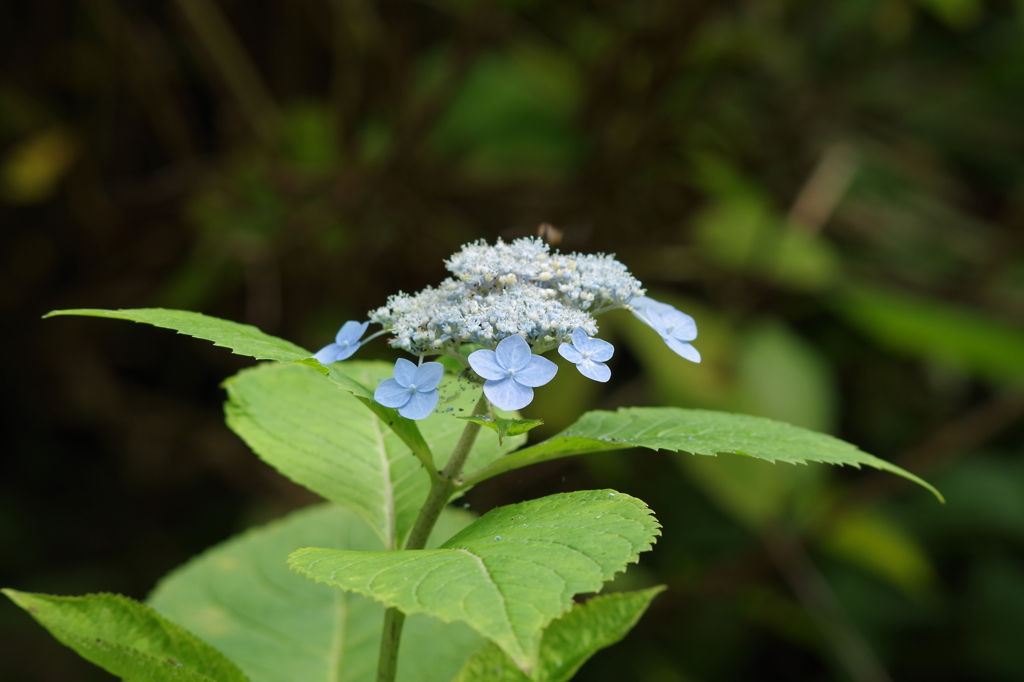 秋の紫陽花-3