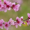 春を待ちわびて‐桃1